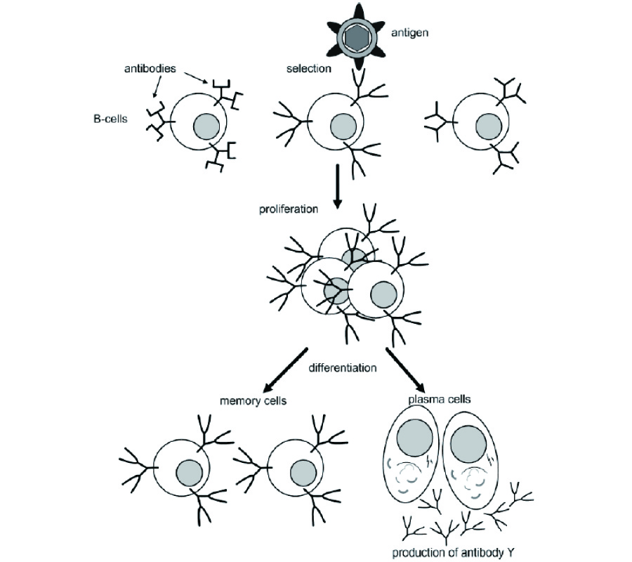 A CLONAL SELECTION ALGORITHM FOR ARRAY PATTERN NULLING BY CONTROLLING THE POSITIONS OF SELECTED ELEMENTS