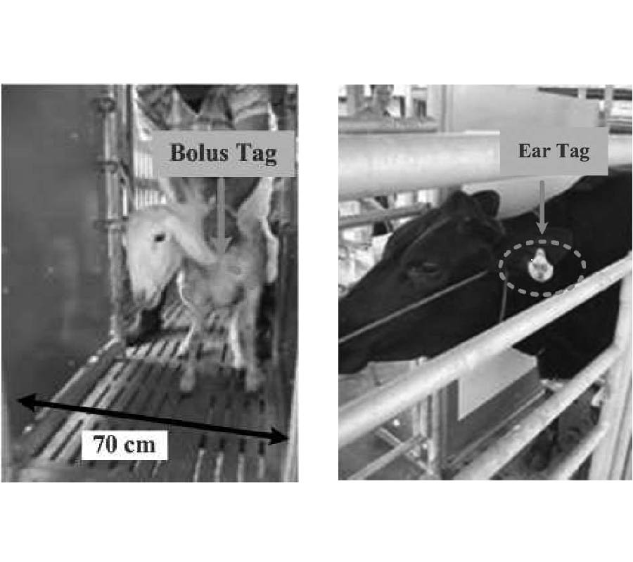 DESIGN OF A NOVEL DUAL-LOOP GATE ANTENNA FOR RADIO FREQUENCY IDENTIFICATION (RFID) SYSTEMS AT LOW FREQUENCY BAND