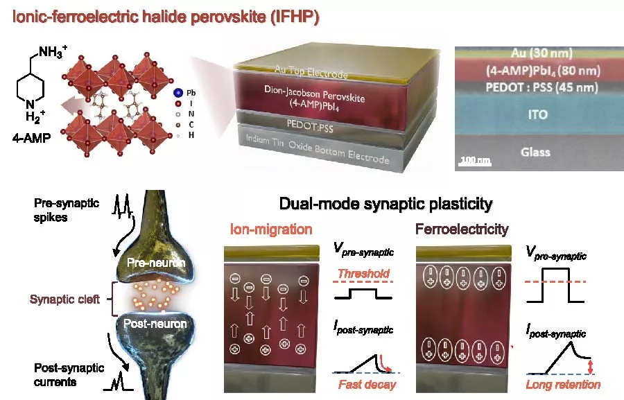Ionic-Ferroelectric Halide Perovskite Artificial Synapses with Dual-Mode Synaptic Plasticity (Invited paper)
